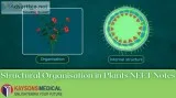 Structural organisation in plants NEET notes