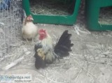Seramas Peacocks  Chickens