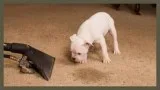 Professional Carpet Cleaning Company in Georgia  Superior Steam 