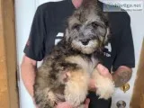 Julia Female Schnoodle