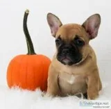 Tonya Female AKC French Bulldog