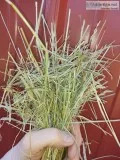 Small Squares Hay FOR SALE