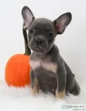 Waldo AKC Male French Bulldog