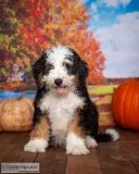 Leroy Male Mini Bernedoodle