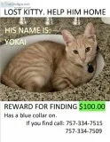 Lost cat