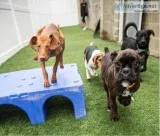 Pet Day Care Service at Vera s Posh Paws OKC USA.