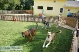 Long Term Pet Boarding place in OKC USA