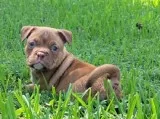 Ukc american bully