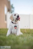Dog Sitting Jobs OKC USA.