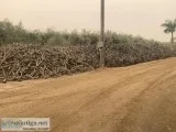 Seasoned top quality olive firewood