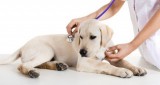 Veterinarian in Mississauga  Animal Hospital  Animal Clinic