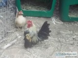 Tiny Serama Roosters and Hens