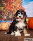 Teddy Male Mini Bernedoodle