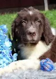 Chip Male AKC Newfoundland
