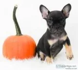 Monica Female AKC French Bulldog