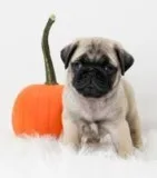 Tayler Male AKC Pug