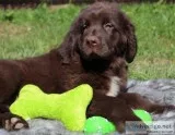 Hershey Male AKC Newfoundland