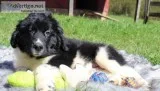 Oreo Male AKC Newfoundland