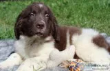 Kit Male AKC Newfoundland