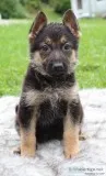 Ruby Female AKC German Shepherd