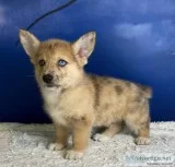 Spot Male Corgi Mix