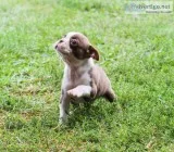 Raylee Female AKC Boston Terrier