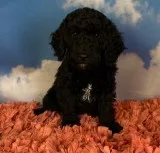 Shadow Female Moyen Poodle
