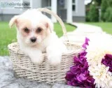 Everest Female Pomapoo