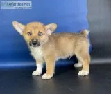 Marv Male Corgi Mix