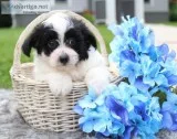 Marshall Male Pomapoo