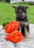 Richard Male AKC German Shepherd