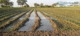Buy farming land - with suitable cost and convenient place