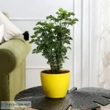 Buy Indoor Plants Online at Lowest Cost