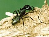 Ant Pest Control Services