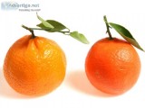 Tangerine exporter in iran