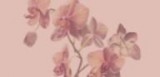 Housekeeping Toronto  Orchidhousekeeping.c om