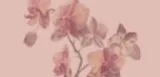 Housekeeping Toronto  Orchidhousekeeping.c om