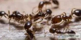 Best Ant Pest Control Services in Hyderabad - Pest Control