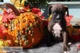 Benji Male Boxer