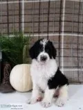 Oreo Male F1b Labradoodle