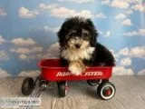 Bandit Male Mini Bernedoodle
