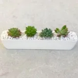 Buy Succulent Gifts  Happy Little Succulents