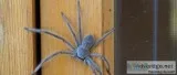 Spider Control Adelaide