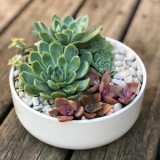 Succulent Delivery Sydney  Happylittlesucculent s.com.au