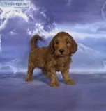 Trish Female F1b Mini Goldendoodle