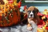 Toby Male Boxer