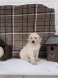 Parker Male F1b Labradoodle