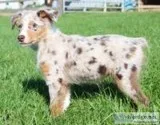 Jack Male Australian Shepherd