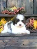 Spot Male Shihpoo
