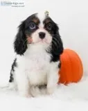 Wesley Male AKC Cavalier King Charles
